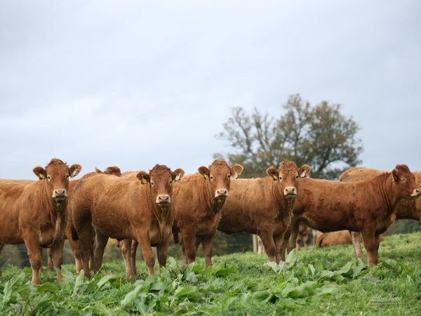 Grangecon Limousin Dispersal - Main image
