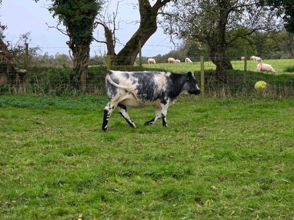 Heifers - Main image
