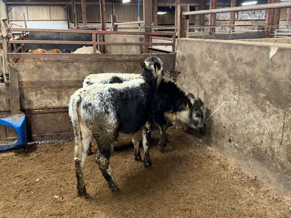 Speckle park heifers - Main image