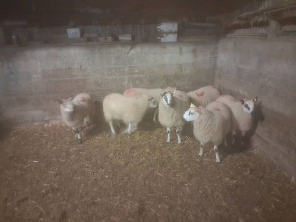 Ewe lambs - Main image