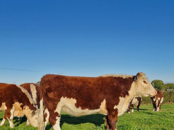 Pedigree Hereford Heifers and Bulls - Main image