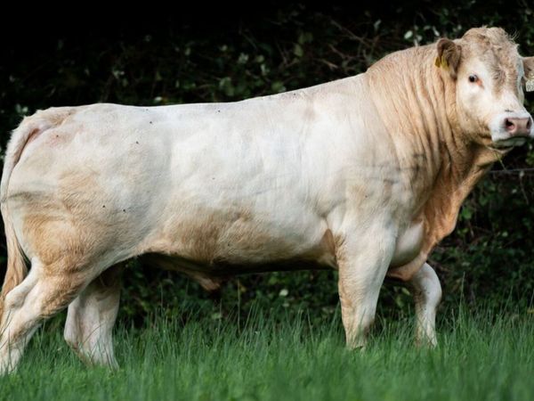 Pedgree Registered Blonde Bulls - Main image