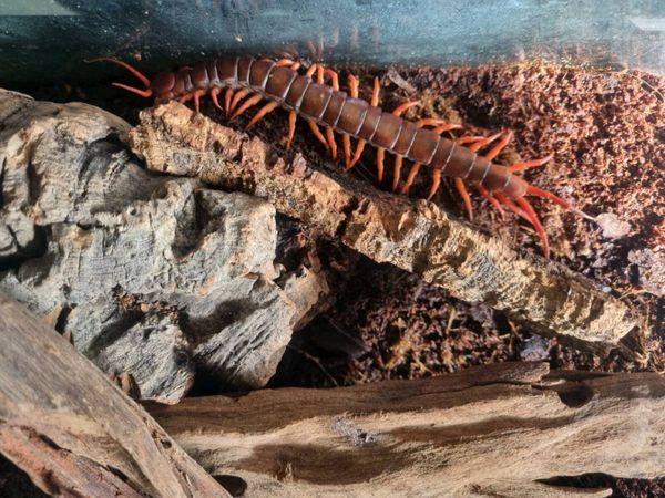 Female Vietnamese Centipede - Main image