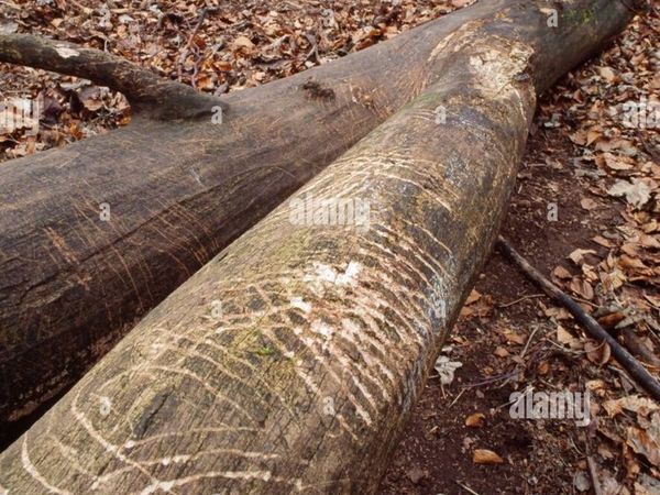 Firewood, timber. - Main image