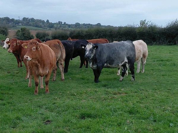 In calf Heifers - Main image