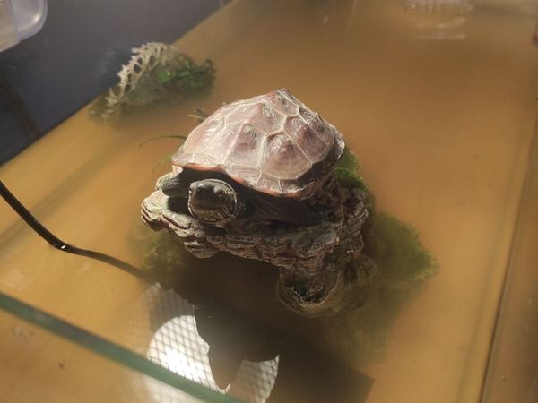 🐢 Reeves Turtle (Mauremys reevesii) - Main image