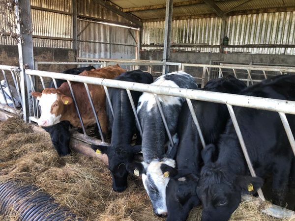 Breeding Heifers - Main image