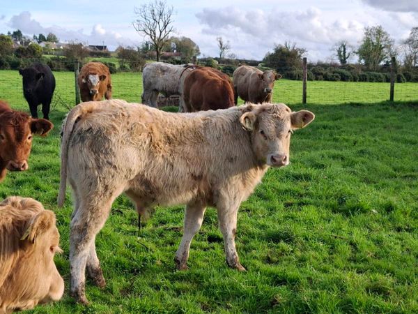 18 Smashing Suckler bred bull Weanlings - Main image