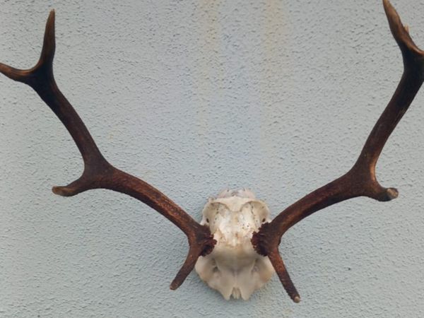 Deer Antlers - Main image