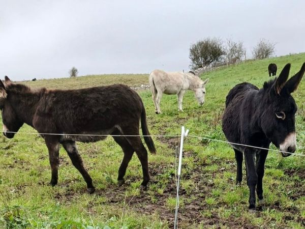 Mare Donkeys for sale - Main image