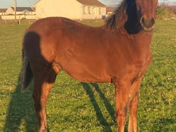 Connemarra Colt Foal - Main image