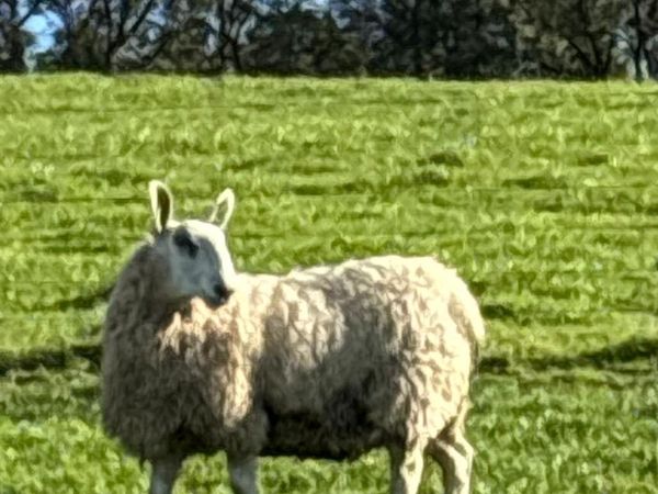 border Lester Ram lambs - Main image