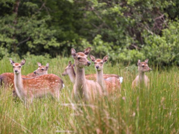 Pest control (Deer, Fox, Rabbit, Crow) - Main image