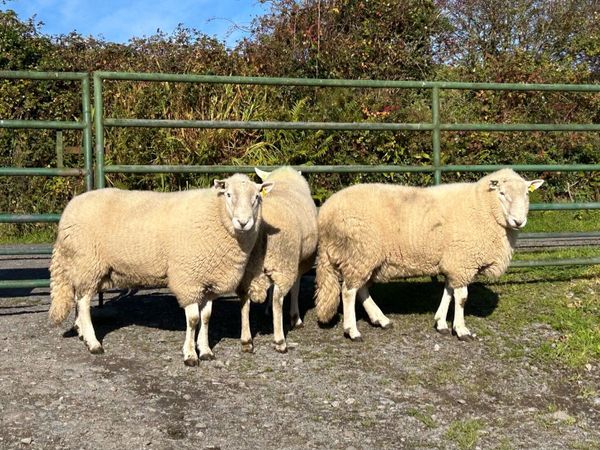 Cheviot Rams - Main image