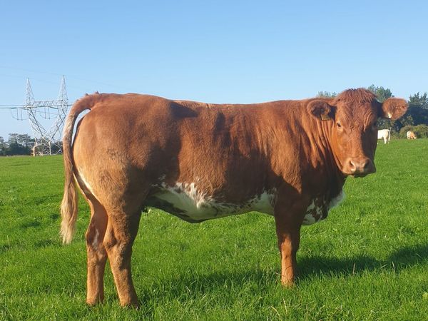 Springing heifers - Main image
