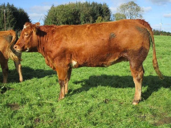 ⭐⭐Incalf Heifers for Balla Sat 7th Nov⭐⭐ - Main image
