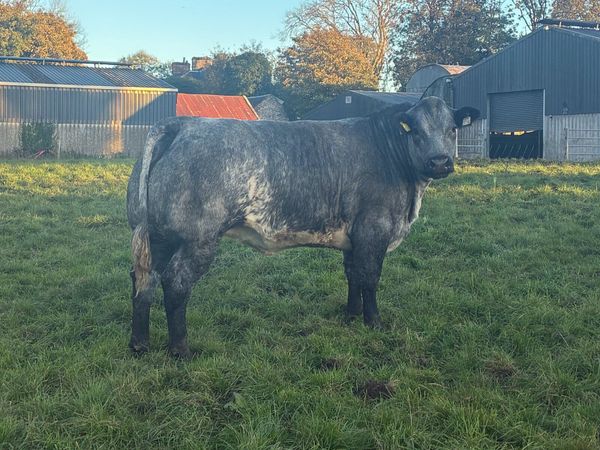 Breeding heifers - Main image