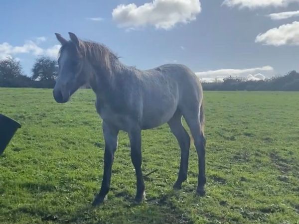 Super Filly - Main image