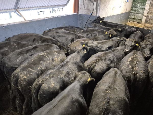 22 Angus Bullocks 460kgs - Main image