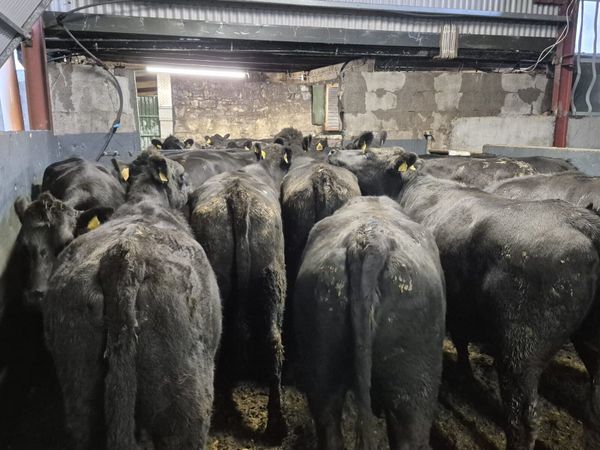 20 Angus Heifers 440kgs - Main image