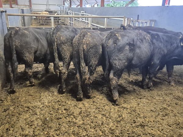 5 Suckler Angus Bull Weanlings - Main image