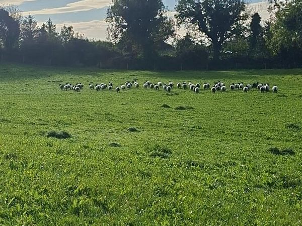 Sheep Grazing Wanted - Main image