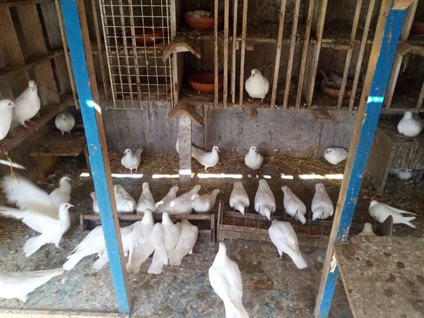 Birds - Main image