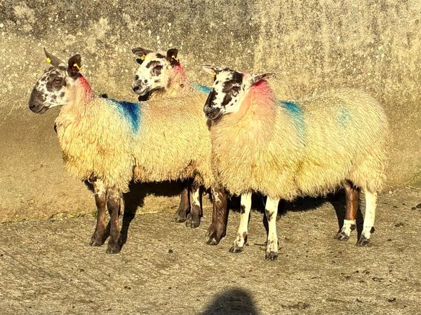 Mule Ewe Lambs for sale - Main image