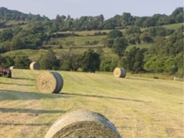 Hay - Main image