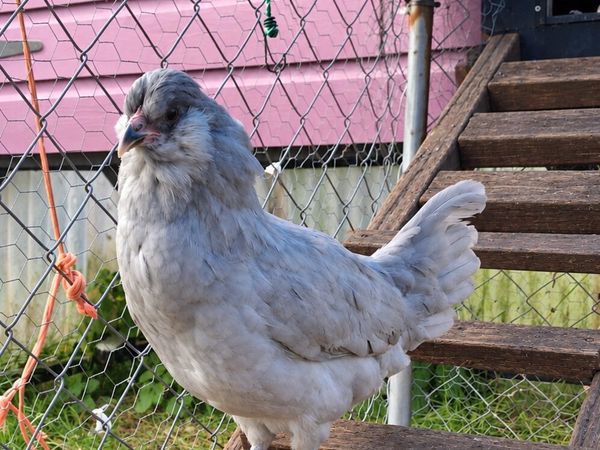 Lavender Araucana Pullet - Main image