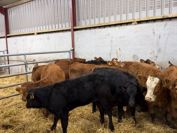 Lim heifers - Main image