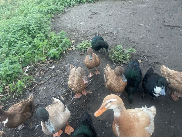 Ducks for sale - Main image