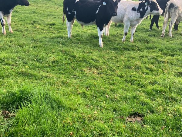 Blue Weanling bulls - Main image