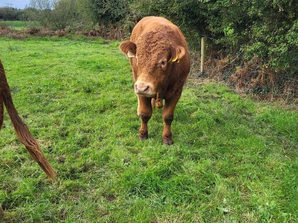 PB Limousin Bull - Main image