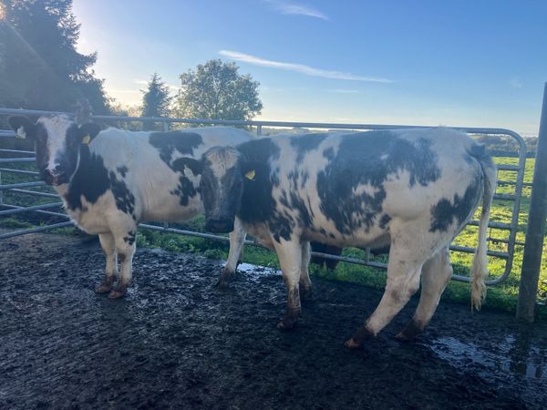 BBX HEIFERS - Main image