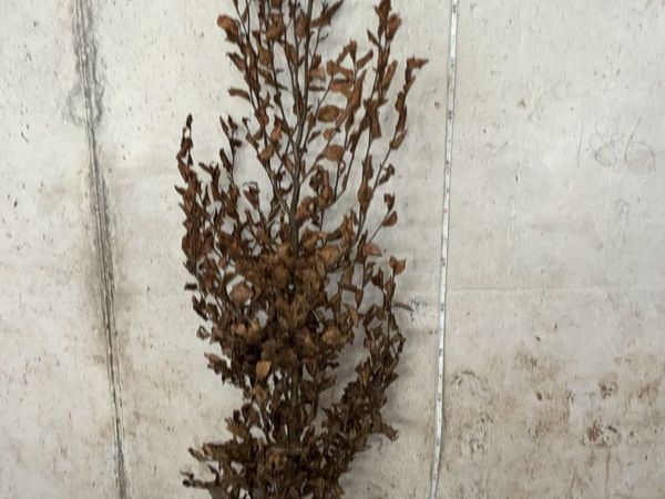 Green Beech Hedging 150-170cm - €5 each - Main image
