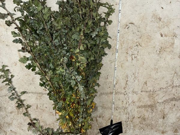 Whitethorn Hedging 60-90cm - €60 per 100 - Main image