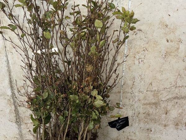 Green Beech Hedging 60-80cm - €1 each - Main image