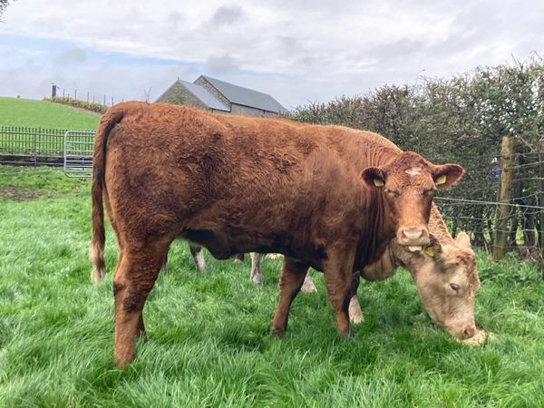 Springers, Cows/Calves, Bull - Main image