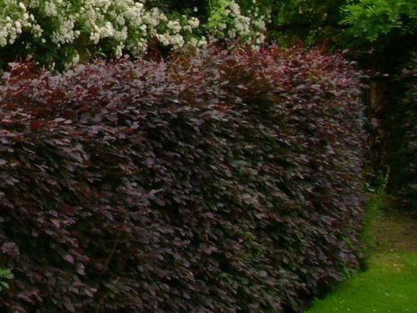 Whitethorn hedging bare root  Beech , Hornbeam - Main image