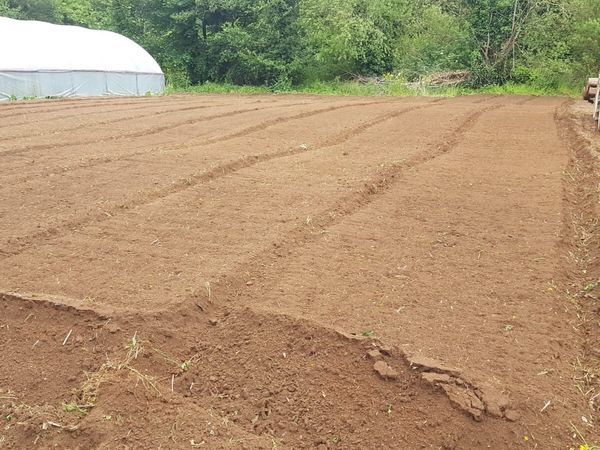 Market garden - Main image