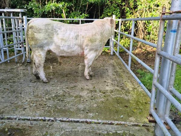 PBR Charolais bull - Main image