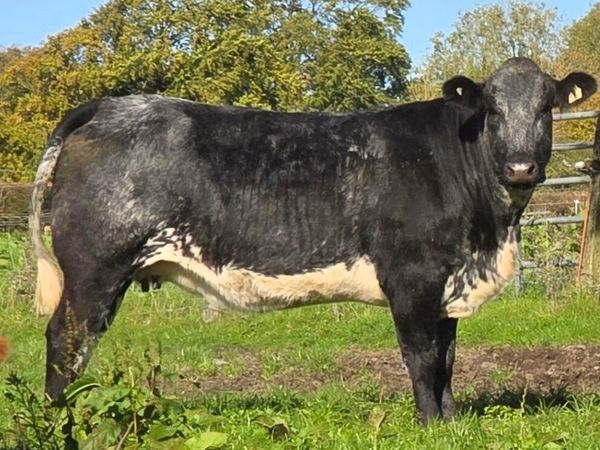 Springer Sale Ballinasloe Mart 24/10/26 - Main image