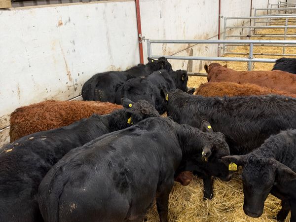 Lim bullocks - Main image