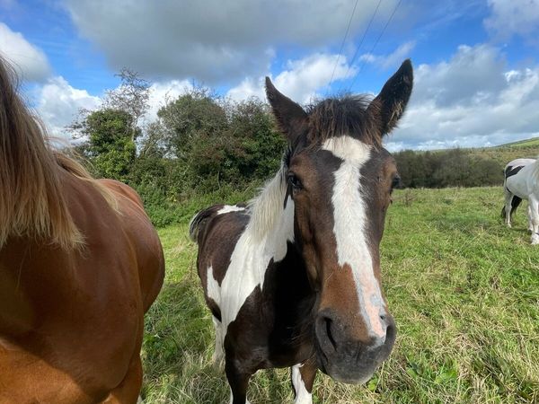 Filly foal for sale in Longford for €2,350 on DoneDeal