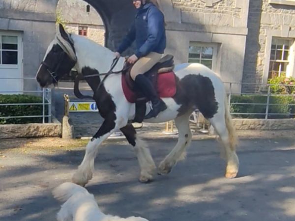 All rounder Cob 15.2h - Main image
