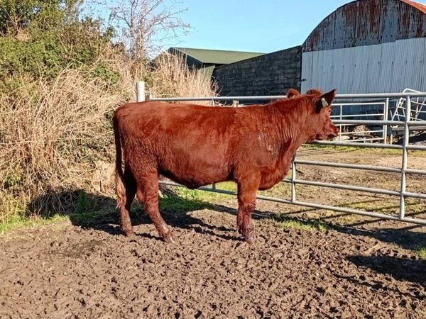 Shorthorn heifers - Main image