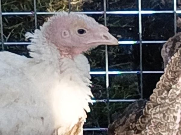 Muscovy ducks - Main image