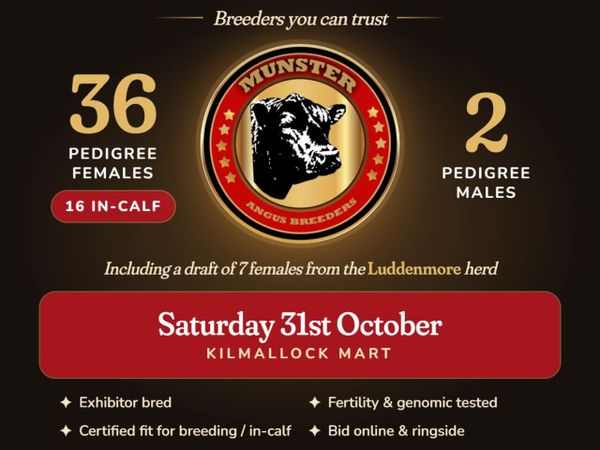 Angus Autumn Select Sale Kilmallock - Main image