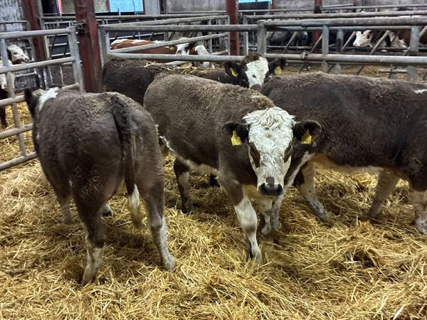 Simmental heifers - Main image